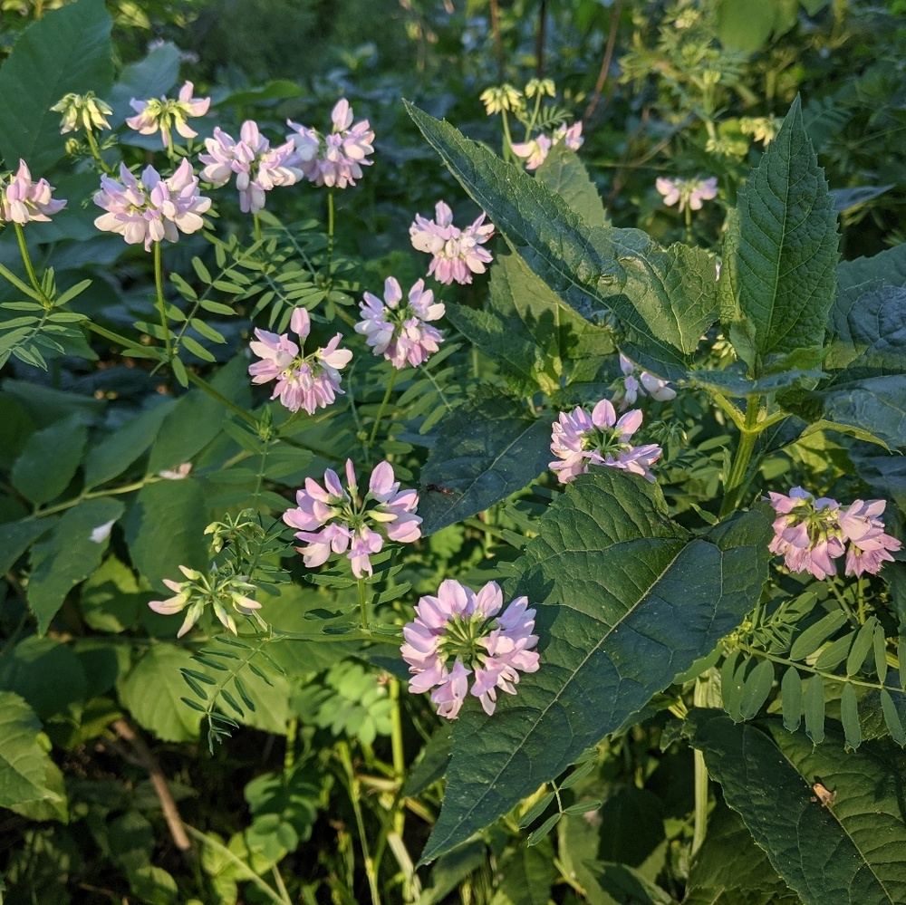 Meet your Posher, Charlotte